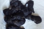 02-La dozzina di cuccioli - 1 male reserved, 2 females reserved